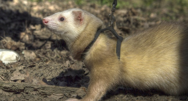 7.) There once was a ferret named Freddy who would aid his electrician owner by dragging wires through hard-to-get to spaces.