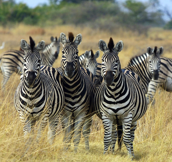 19.) A zeal of zebras.