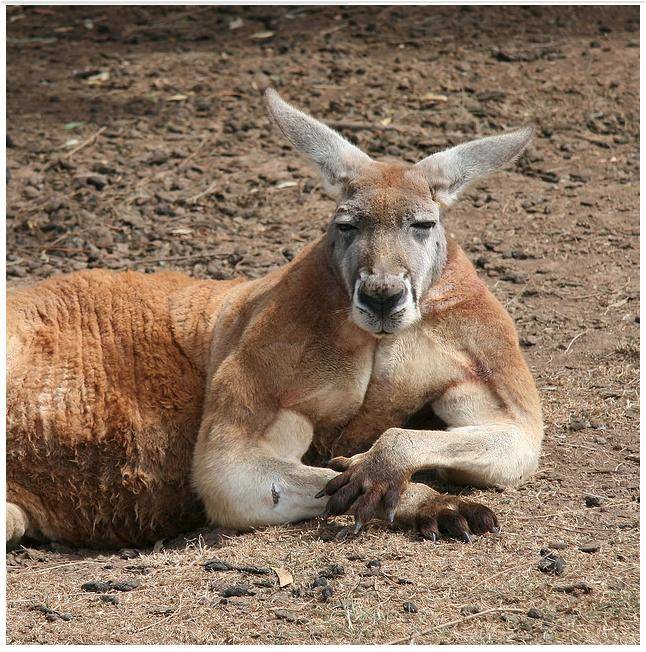 8.) The Sex-Crazed Kangaroo