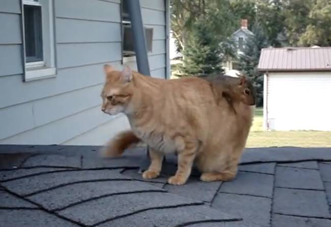 In this case, the cat and the squirrel are friends and play together.