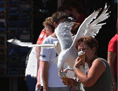 18. Ice cream is certainly for this bird.