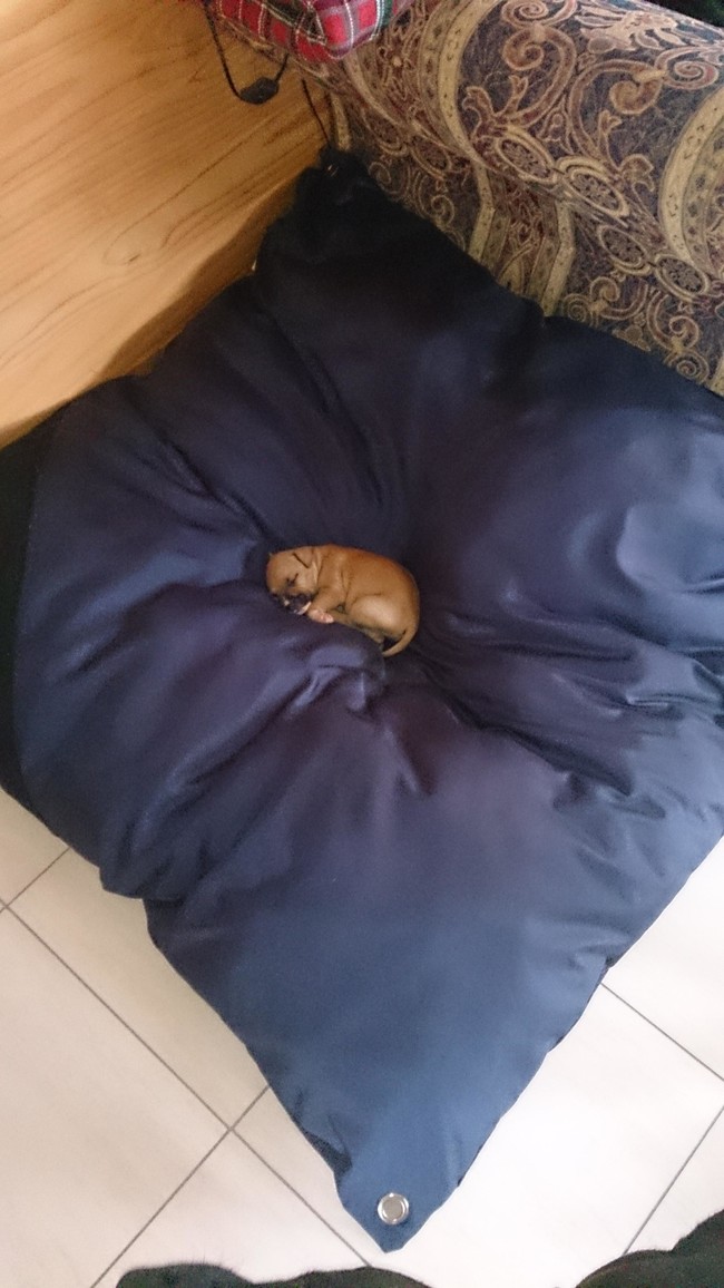 Puppy, or someone's prized bowling ball, warranting its own giant pillow?