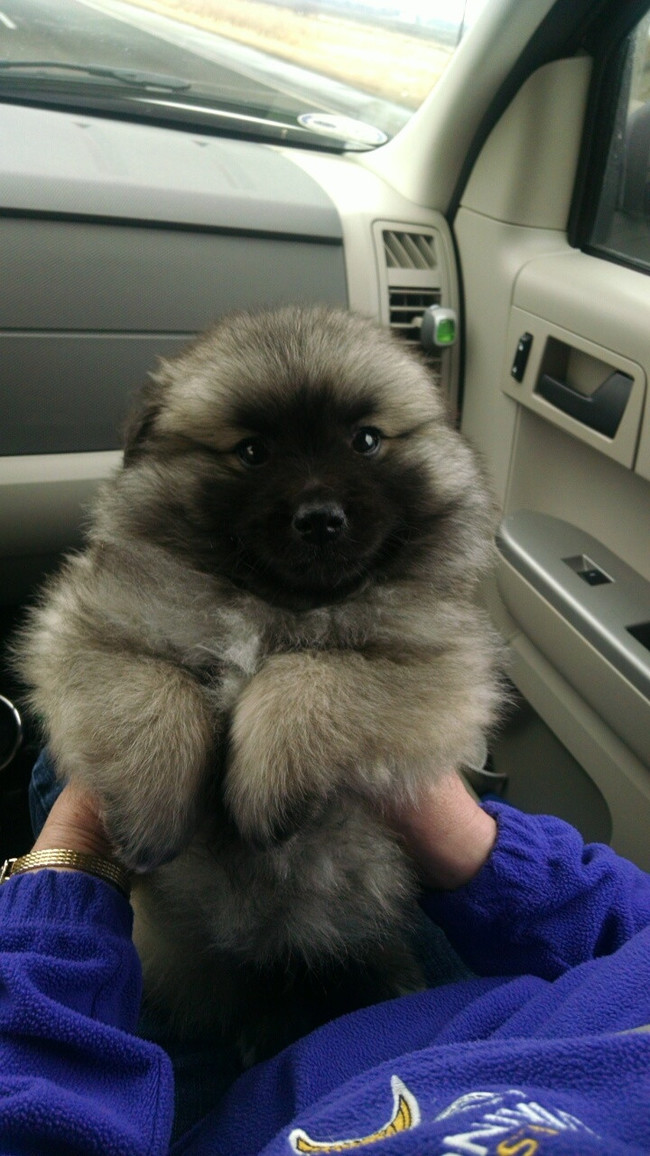 Puppy, or the fuzziest ball you've ever seen?