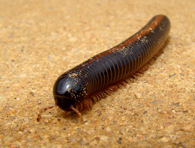 Giant African millipedes are some of the largest millipedes in the world. They look like they want to feast on you from the inside out, but they're actually quite friendly and are fairly popular as pets.