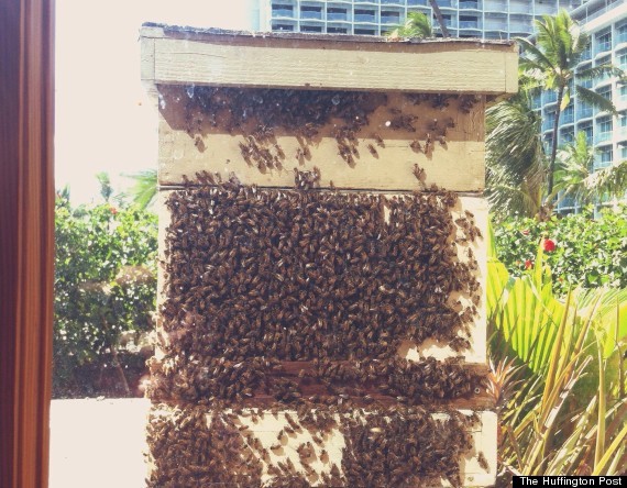 The bees all leave in a swarm once a day to pillage the neighboring town (ie flowers and plants), you know, like Vikings.