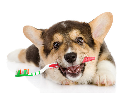 26. To help yourself brush their teeth, squeeze some enzymatic doggie toothpaste onto a Nylabone or rope toy and let your pooch go to town on it.