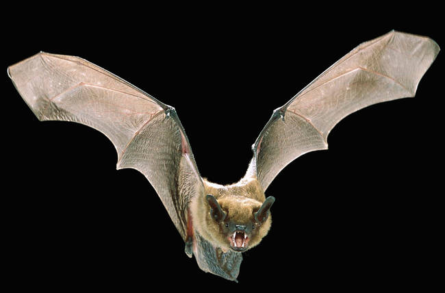 6.) Bats are not blind. While majority of bats use echolocation to navigate themselves, they all have eyes and have sight.