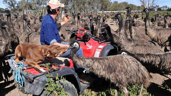 He rides along in the back of Long's four-wheeler to keep the larger emus from pecking at the farmer.