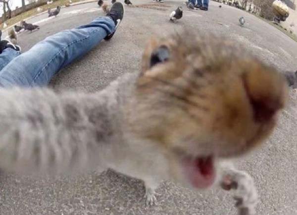 2.) Squirrel selfies are cute.