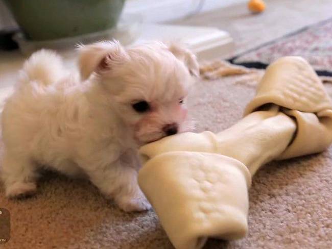 12.) The bone isn't even that big, it's just that you are so teeny!