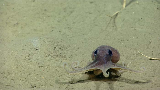 7.) Octopus moms can lay between 50,000 and 200,000 eggs. They are separated into groups and then mom spends every hour of every day protecting her eggs. These moms dedicate so much time to protecting their eggs, they will usually die after the babies hatch.