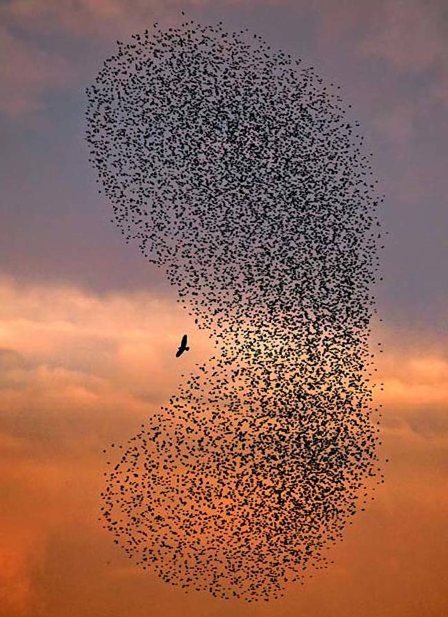 Flock of migrating birds being attack by a predator.