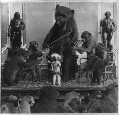 A quartet of monkeys accompanied by a bear serenade an attentive audience.