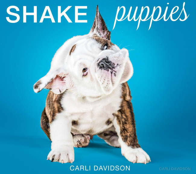You can purchase your own copy of all the adorable from <a href="https://www.shakethebook.com/" target="_blank">her website</a>!
