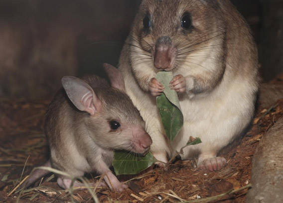 The creepy-cute Malagasy giant rat mom and her baby share a healthy green snack.