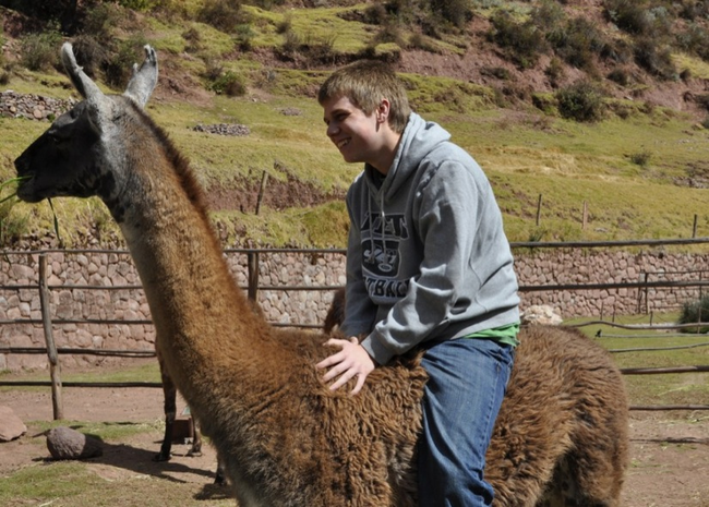 10.) Llama - United States, Ecuador, Peru, Argentina