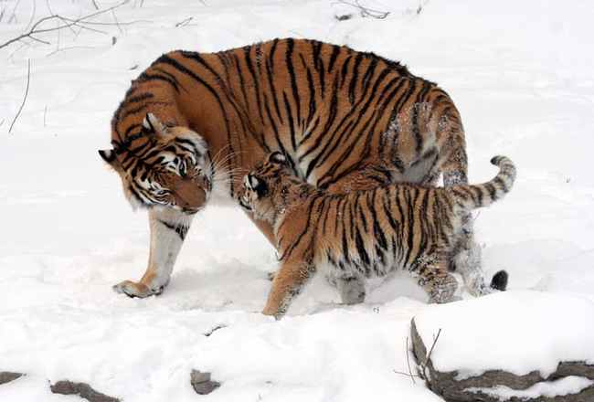 1.) Siberian tiger moms will always make sure her cubs are safe, carrying them by the scruff of the neck if she has to.