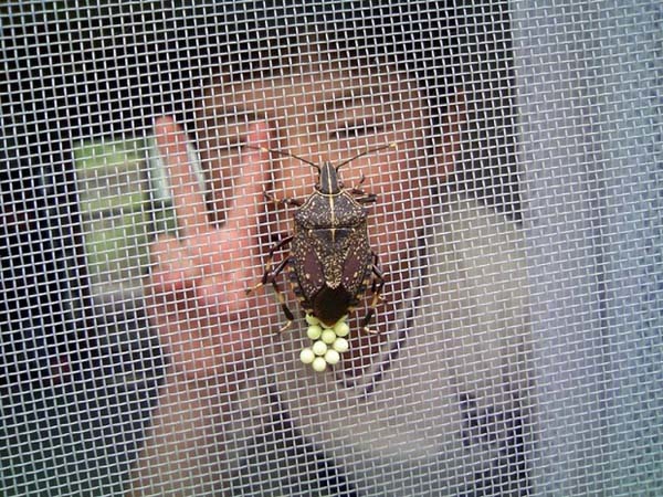 15.) Stink Bugs: They may not bother humans (they prefer vegetation), but they will make you smell if you bother them too much. Even if you smash one, you’ll be plagued by his or her stink.