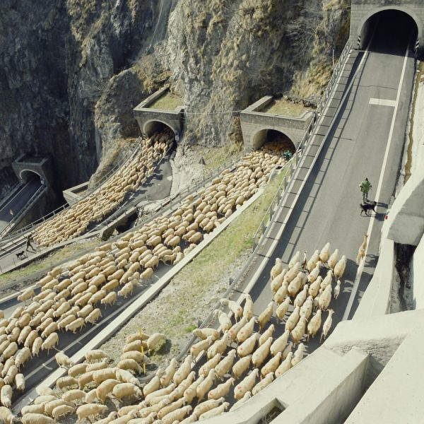 That's a lot of sheep.