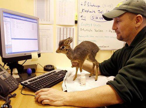 Baby dik-diks could help you get through your inbox in no time.