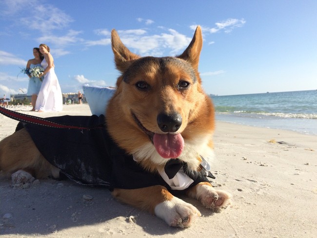 I guess a little sand on the tux is inevitable at a beach wedding...