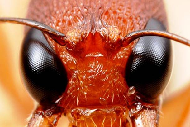 1.) Ants have "compound eyes“ made from numerous tiny lenses that are good for acute movement detection, but do not offer a high resolution image.