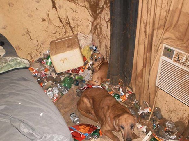 Police removed two dogs, a bird, and more than 10 cats from the filthy home.