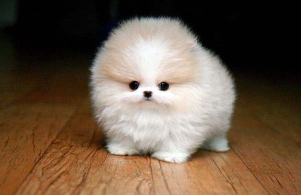 1.) This Pomeranian just killed my heart.