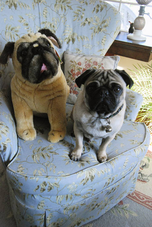 The toy seems more interested in the treat than the real dog.