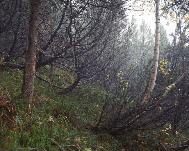 The sniper is under a moss cover behind a small tree with a bent trunk on the left side of the image.