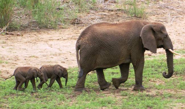 Their mom, Curve, is named for the distinct shape of one of her tusks.