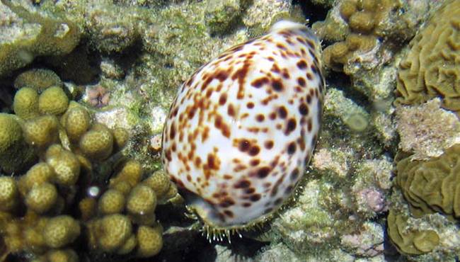 9.) Cone Snail.