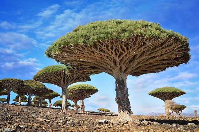 The dragon blood tree in Yemen looks alien, but is completely real. Its sap is even dark red.