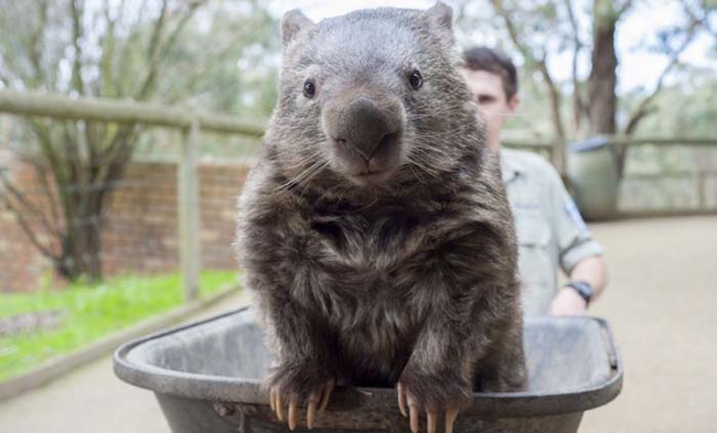 Wombats tend to burrow, so these backwards pouches protect their young.