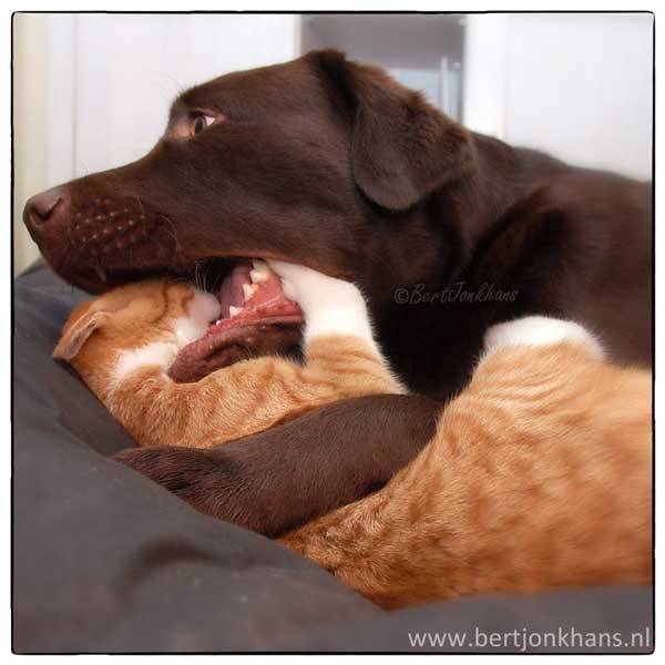 Hessel, just one when Hannes moved in, apparently accepted the cat with open paws.