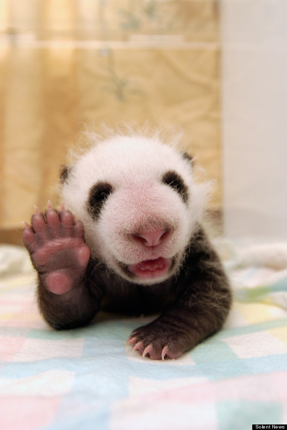 11.) Newborn pandas are no heavier than a cup of tea.