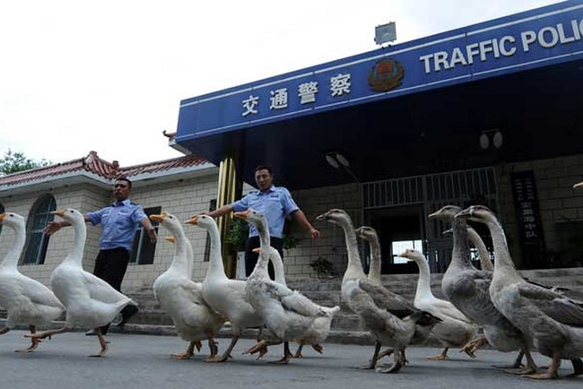 10.) Chinese police increasingly use geese instead of police dogs because of their aggressiveness and superior vision.