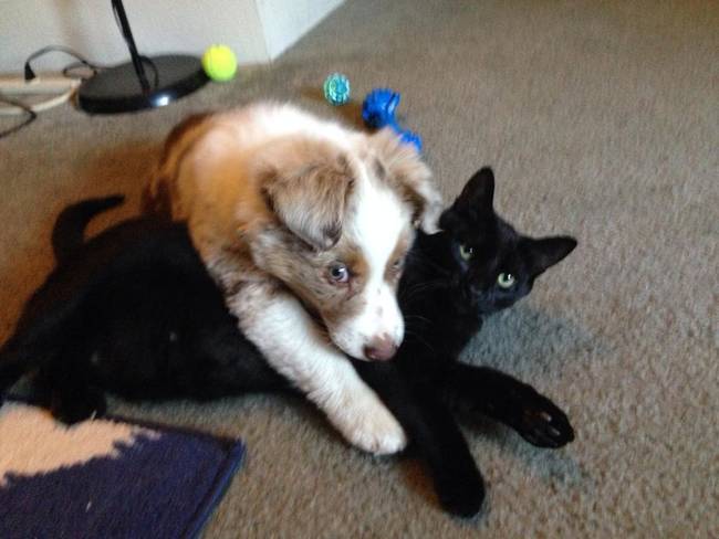 "I can never tell if the kitty actually wants to cuddle..."