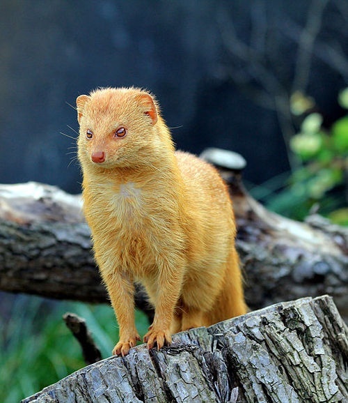 8.) A golden mongoose. Also the greatest name for a metal band, ever.