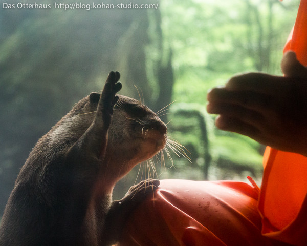 High five! An otter plays with a handler. 