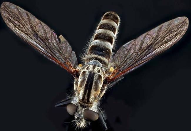 As if that wasn't terrifying enough, the robber fly always waits to attack its prey while they're in mid-flight.