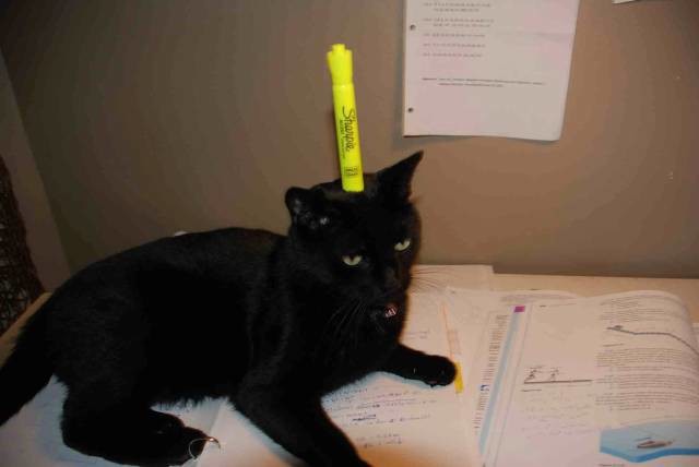 "Now, where did I put that highlighter?"