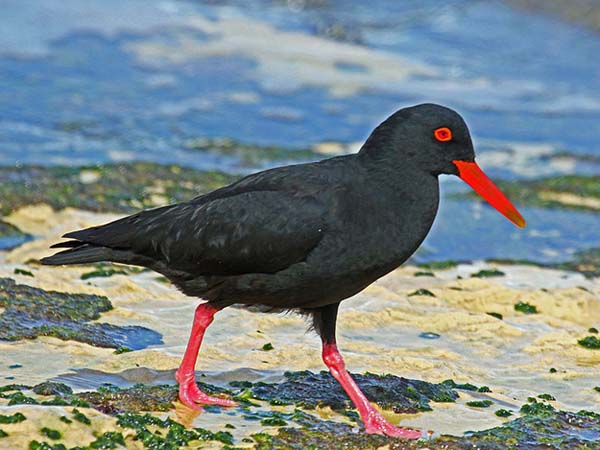 5.) Canarian Oystercatcher (1994)