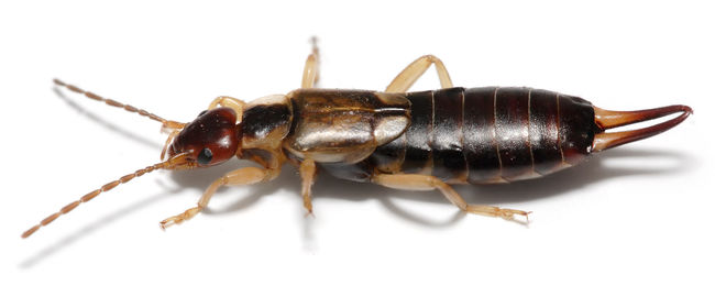 Earwigs - While it is a rarity, earwigs have been known from times to time to come hang out in your ear canal just to freak you out.