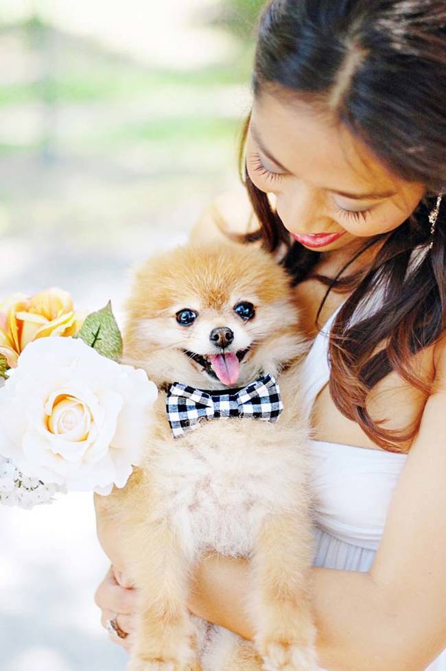 12.) Your dog will look dapper in a <a href="https://chicsprinkles.blogspot.com/2012/07/diy-no-sew-wedding-bow-tie.html
" target="_blank">doggie bow-tie</a>.