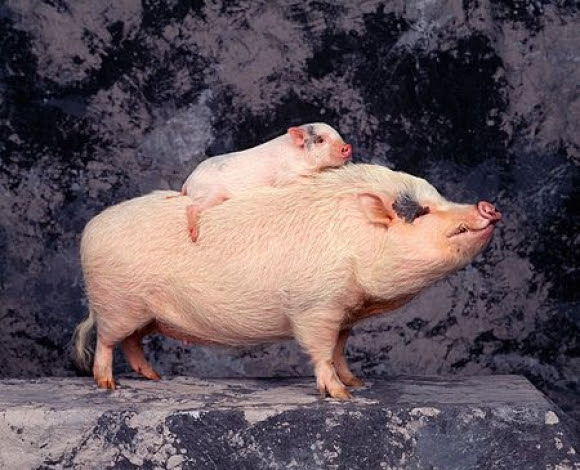 Giving new meaning to the term "piggyback."