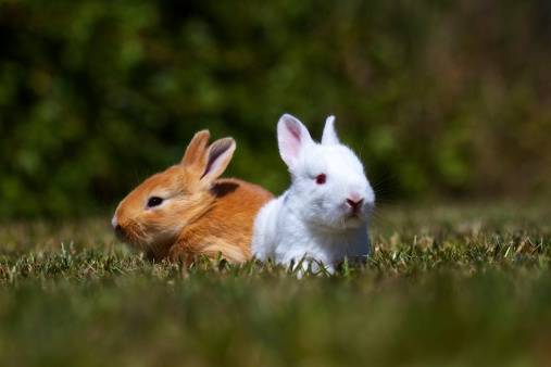 4.) Bunnies