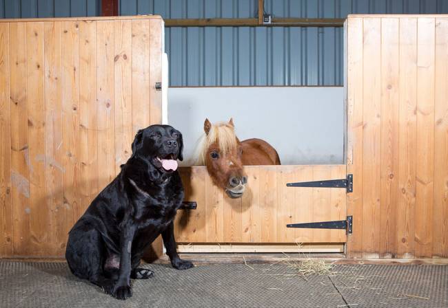 His best friend is the family dog, Demon, who is a tad taller than him.