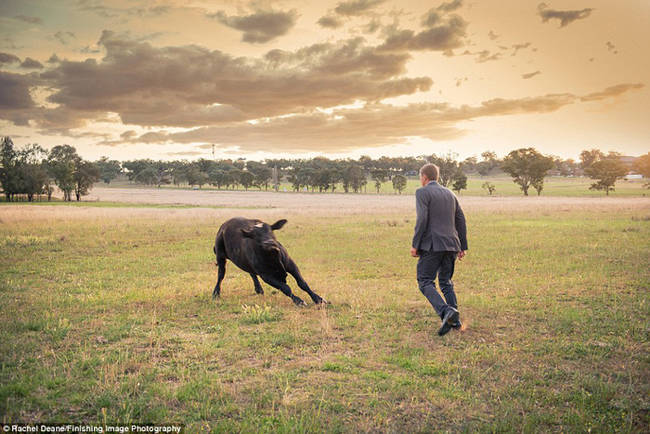 Luckily, this groom grew up around bulls all his life, so he knew exactly how to deal with the situation.