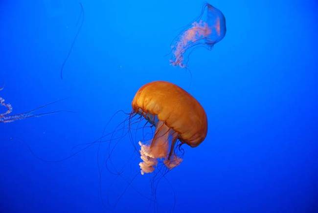 3.) Jelly Fish.